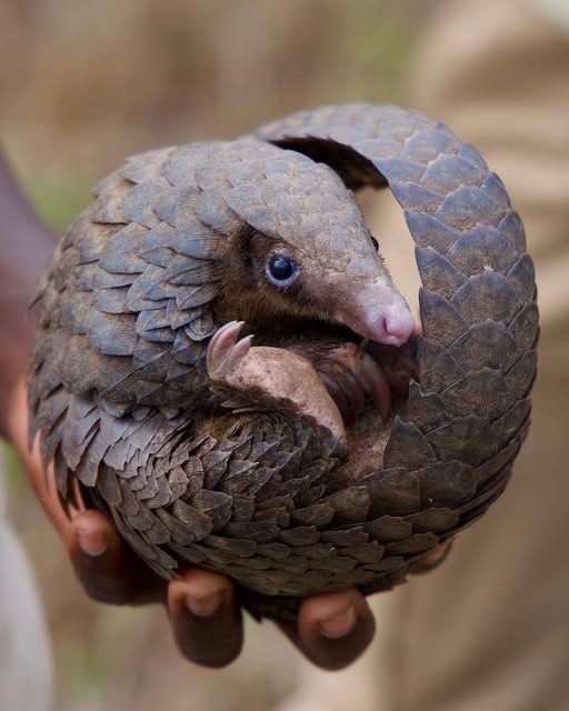 Pangolin curled into a defensive ball